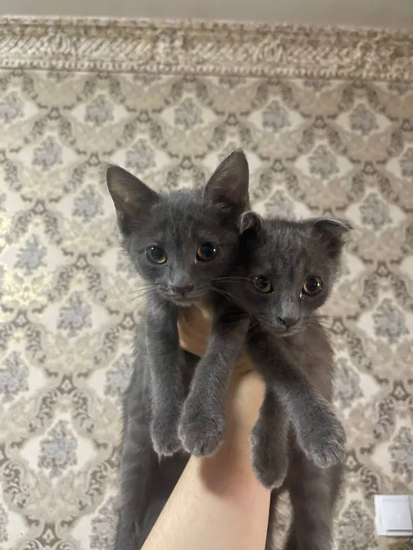 Кошка русская голубая 3 Кошка русская голубая 3