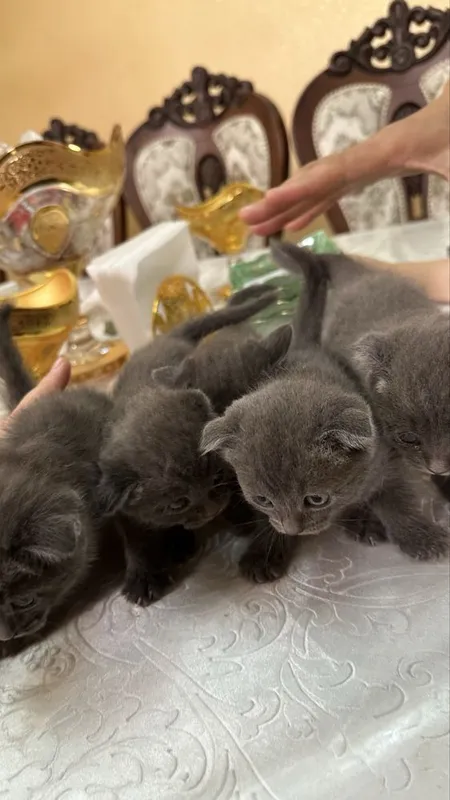 Продается котята скоттиш фолд — фото 1