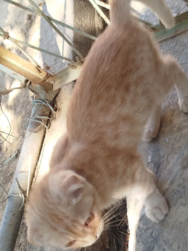 Mushuk sotiladi chiroyli dekarativnoy 4 Mushuk sotiladi chiroyli dekarativnoy 4