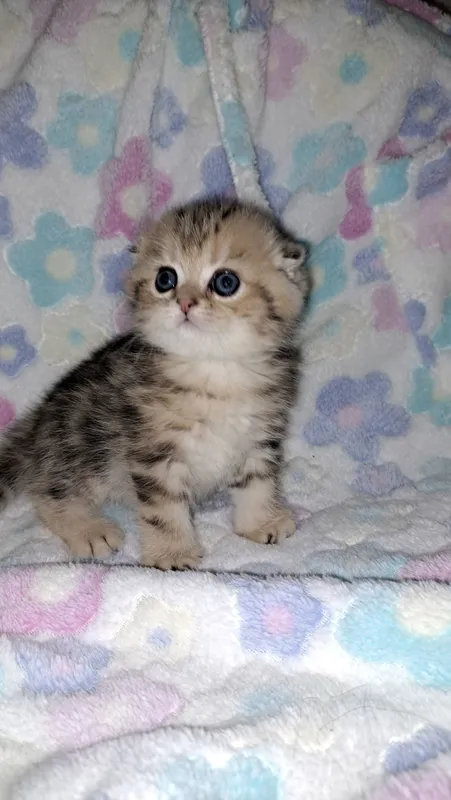 Scottish Fold mushukchasi 1