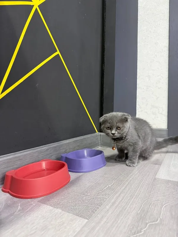 Котенок скоттиш-фолд 1 Котенок скоттиш-фолд 1