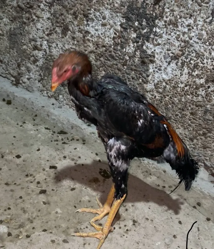 3 ta xòroz sotiladi 3 chalasiyam 7 oylik — фото 1
