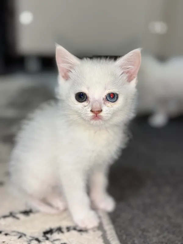 Продается котенок — фото 2