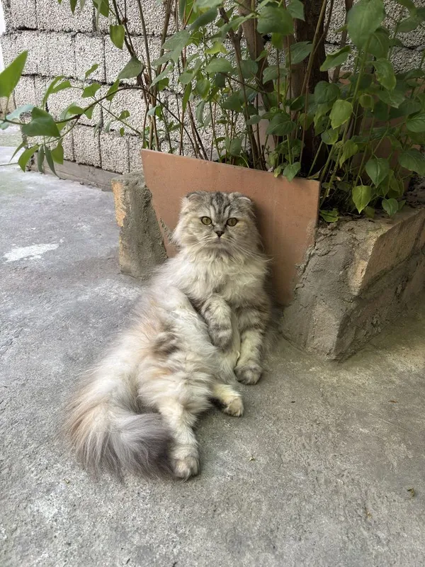 Шотладские кошки страйт 7 Шотладские кошки страйт 7