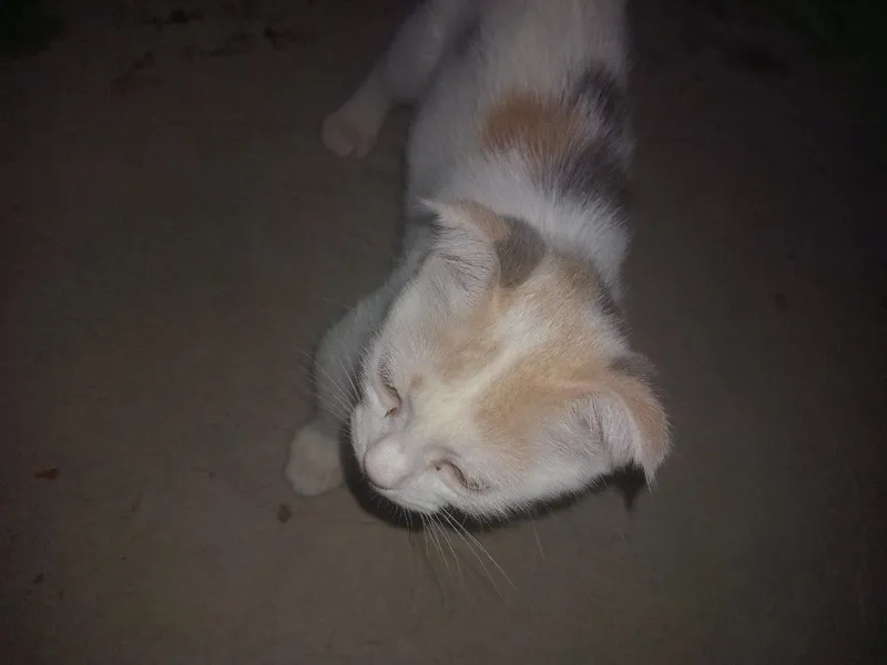 Parodyali mushuk bolachasi — фото 1
