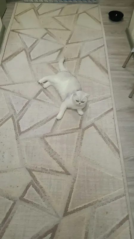 продаётся кошечка — фото 2