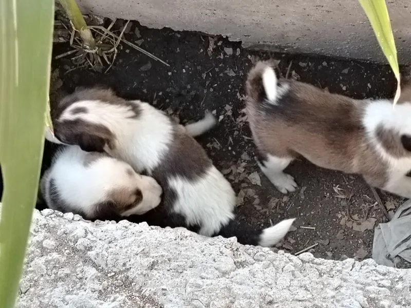 Kuchukchalarni mehribon qo‘llarga beraman! 8 Kuchukchalarni mehribon qo‘llarga beraman! 8