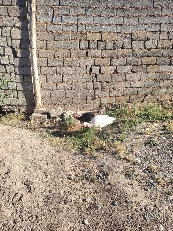 Kurka tovug'i 3 ta bor — фото 1