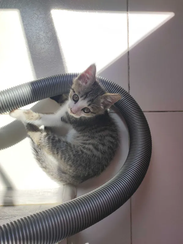 Котёнок в добрые руки 3 месяца — фото 2