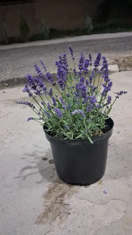 Lavanda gulari bor 2