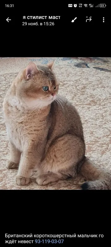 Вислоухие котята. Скотиш фолд — фото 4
