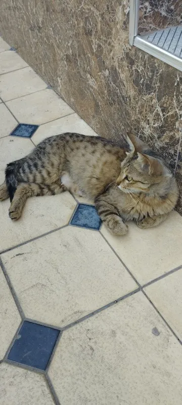 Tabby uy mushugi 1 Tabby uy mushugi 1
