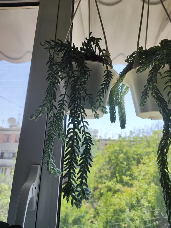 Продается суккулент Продается суккулент