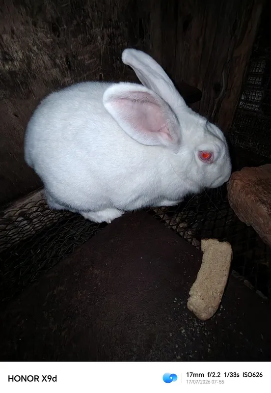 hikol quyonlari sotuvda 5 hikol quyonlari sotuvda 5