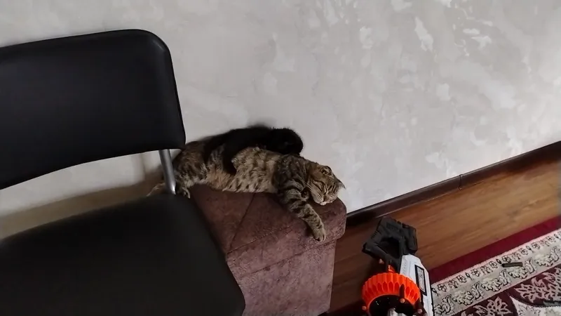 Ласковая черная кошка, приучена к лотку. В добрые руки. — фото 4