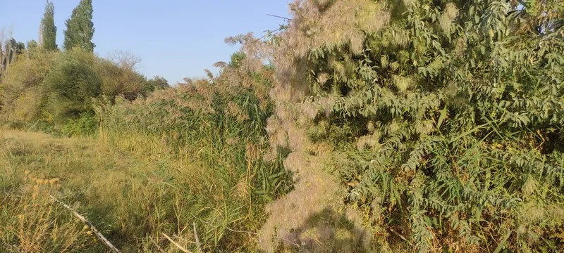 Oʻrilmagan qamich bor sotiladi oʻrib ketishga — фото 1