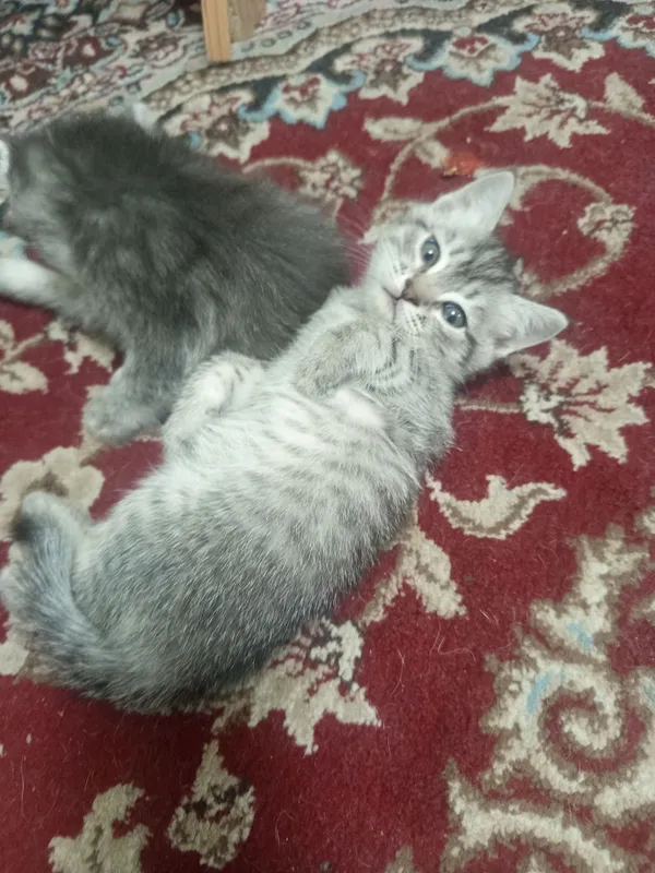 Катята скотишь страйт 3