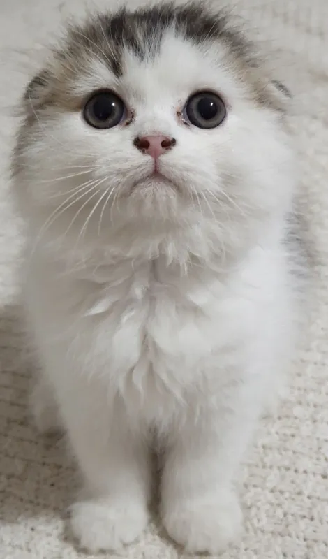 Котята на продаже — фото 1