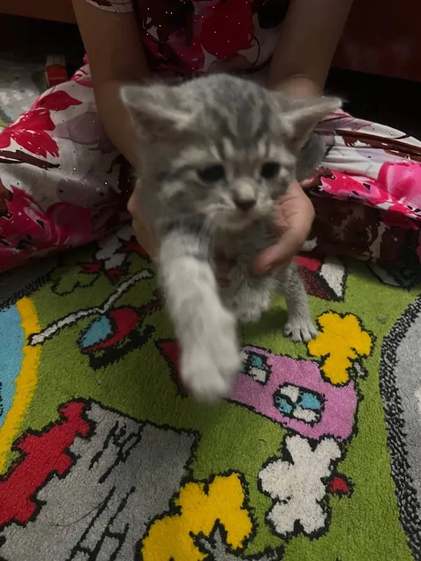 Продаётся породистые котёнка 2