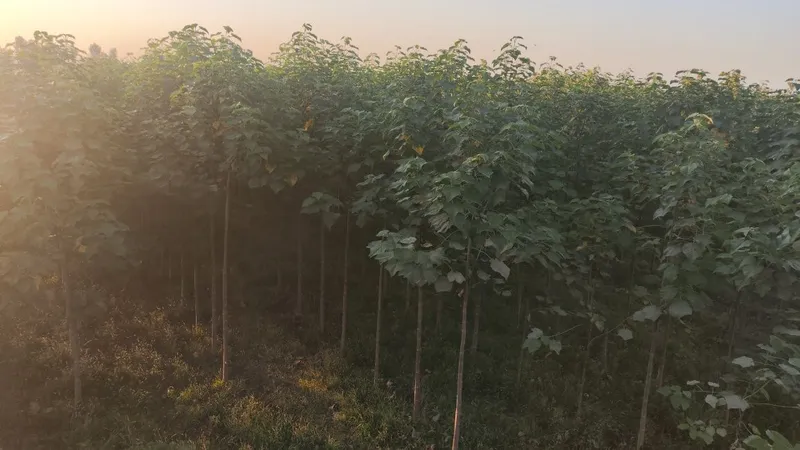 Огромная дача 2га