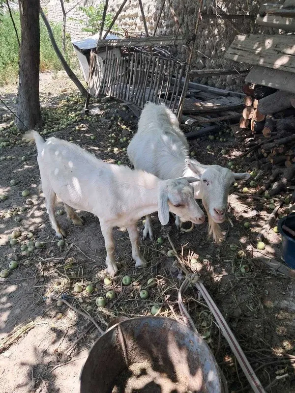 Echki ona va bola 2