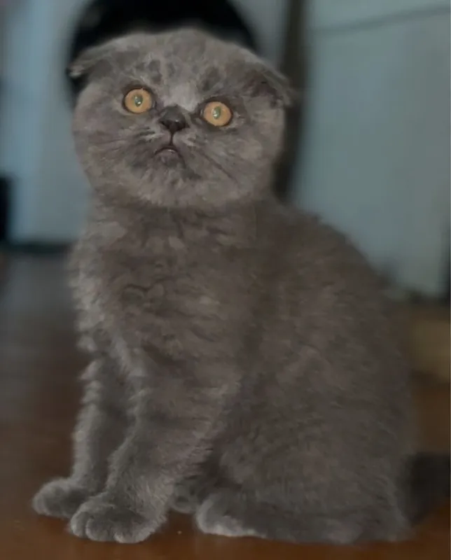 Скоттиш фолд 2.5 месяц 1 Скоттиш фолд 2.5 месяц 1