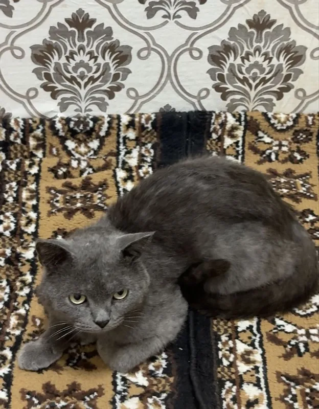Zudlik bn sotiladi Erkak mushuk 3 Zudlik bn sotiladi Erkak mushuk 3