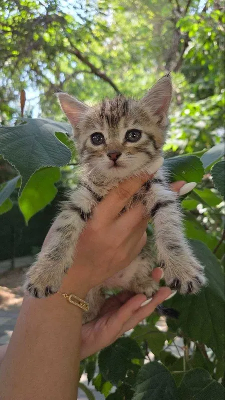 Котята ищут семьи! 2 Котята ищут семьи! 2