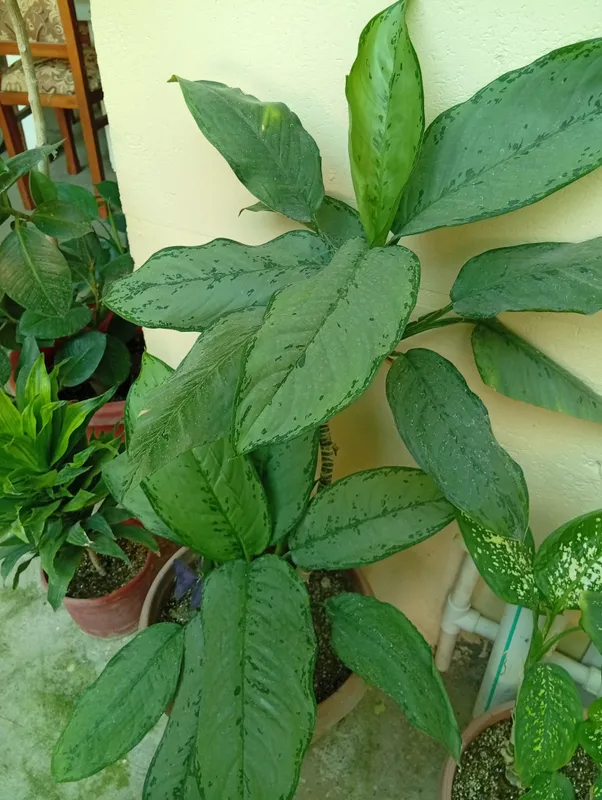 Цветок 3