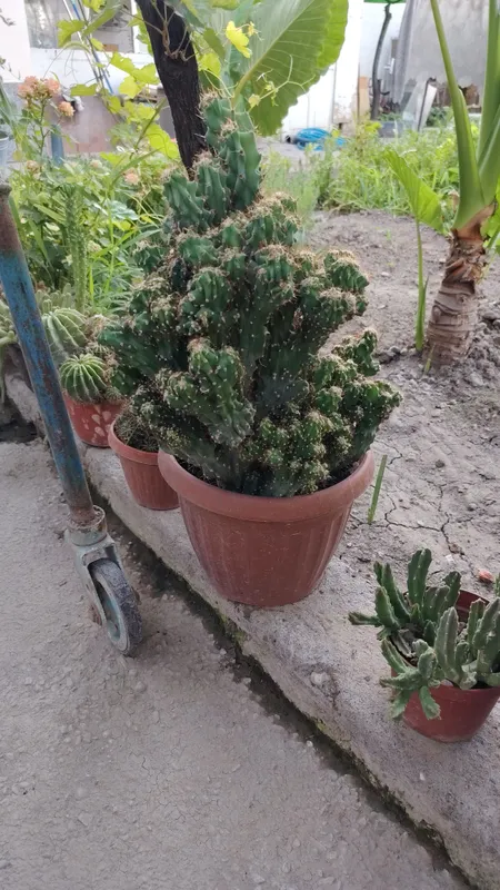 Kaktus 2 Kaktus 2