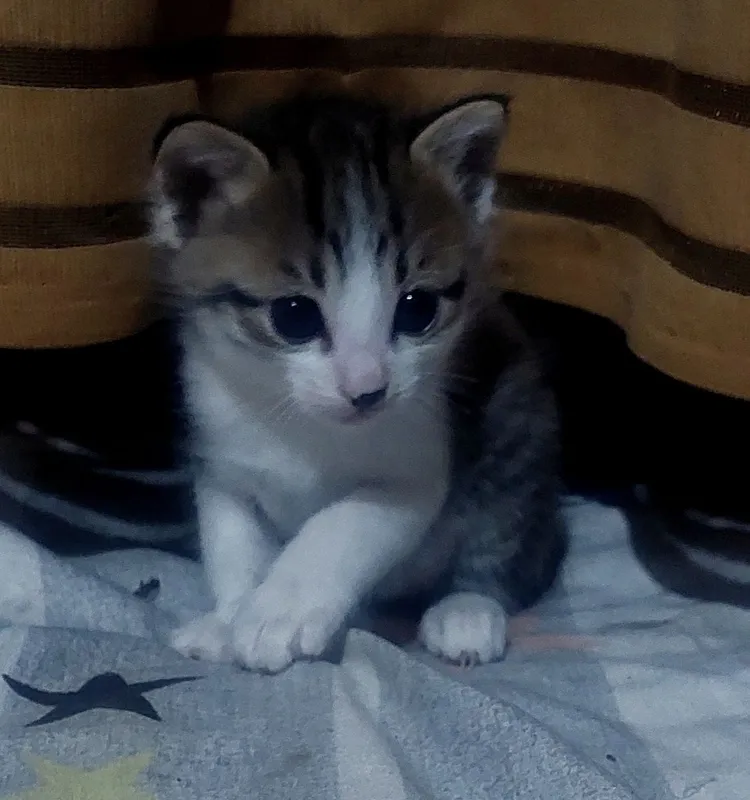 1 месяц 18 дней, кушают сами, лоток знают