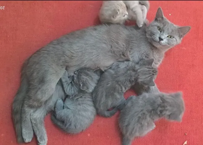 Продаётся кошка с котенками — фото 2