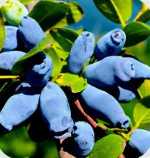 Жимолость ва Голубика кучатлари сотилади — фото 1