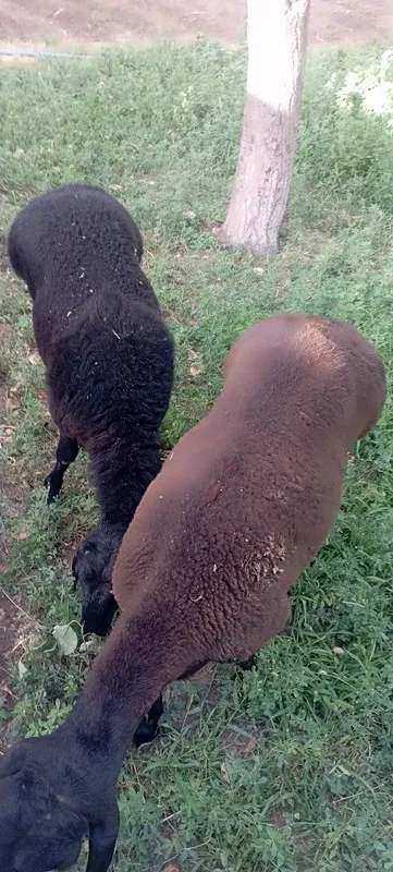 Qochqorlar sotiladi 1 Qochqorlar sotiladi 1