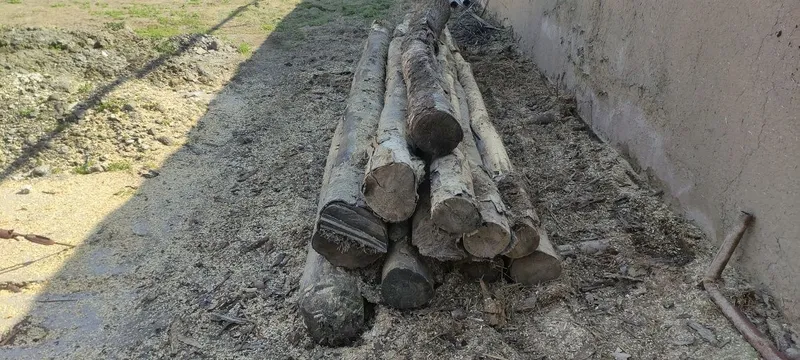 Болол сотаман, арзон, тез. Ховлини тозалаш керак. Жамбой центрда. — фото 2