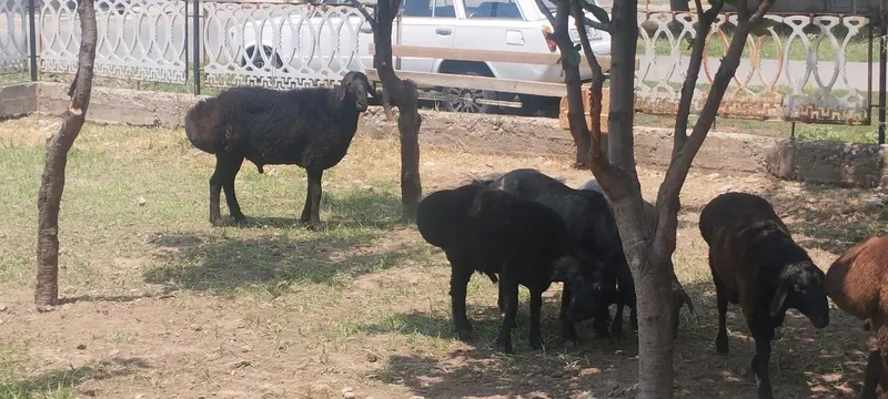 Qochqorla bor sog'lom 6ta