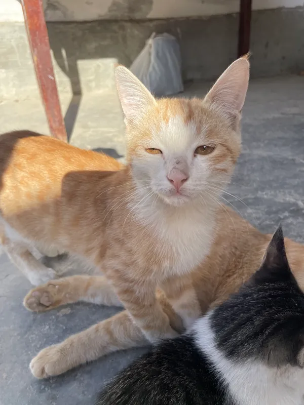 Котёнок 6 Котёнок 6