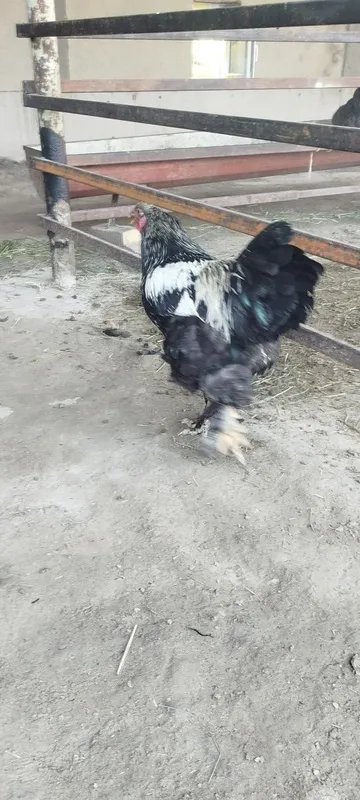 Brama tovuqlari sotiladi 4 Brama tovuqlari sotiladi 4