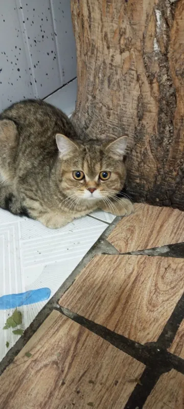 Кот отдам на хороший руки 2 Кот отдам на хороший руки 2