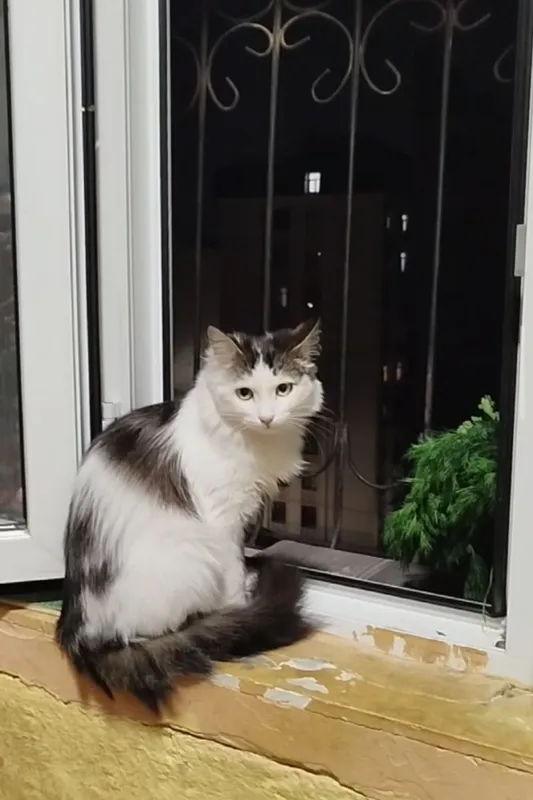 Котик, возраст 11 мес., кастрирован, к лотку приучен.