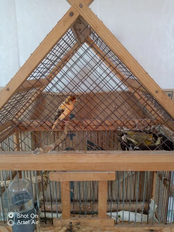 Продаются канарейки 3