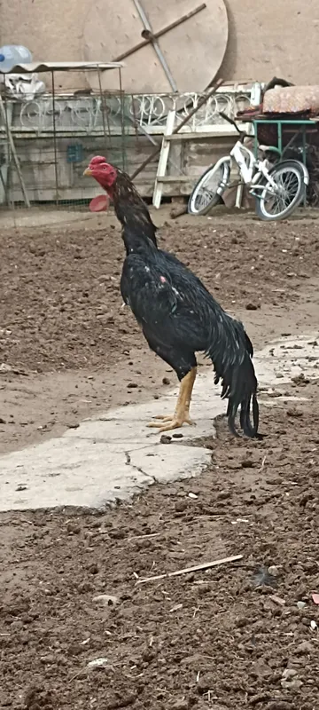 jack jj