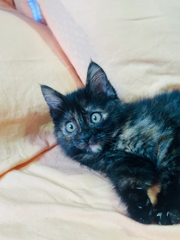 Котенок (девочка) — фото 4