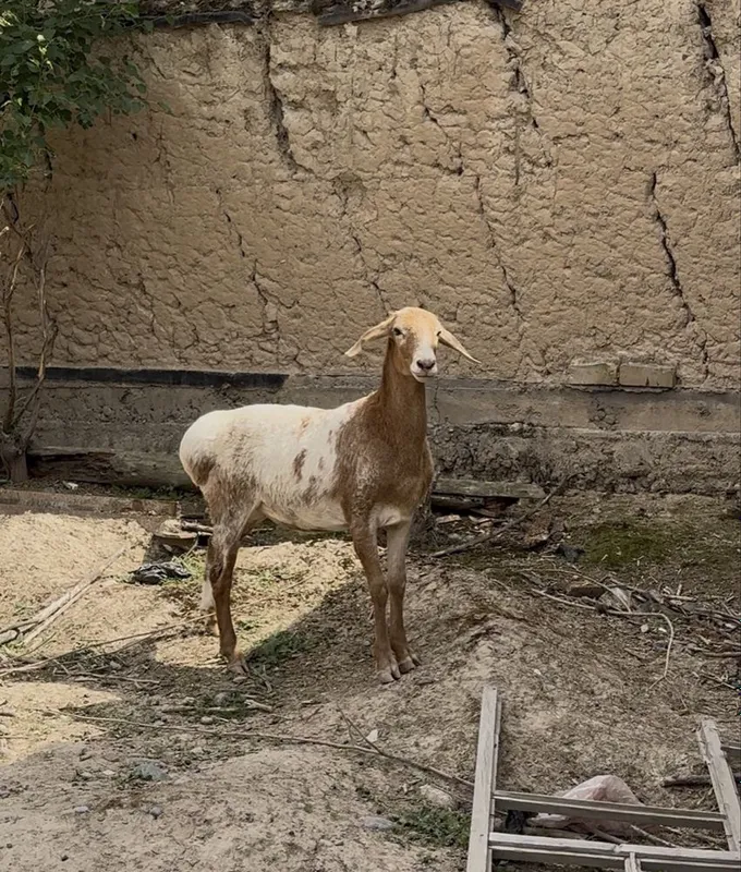 Qo'chqor sotiladi