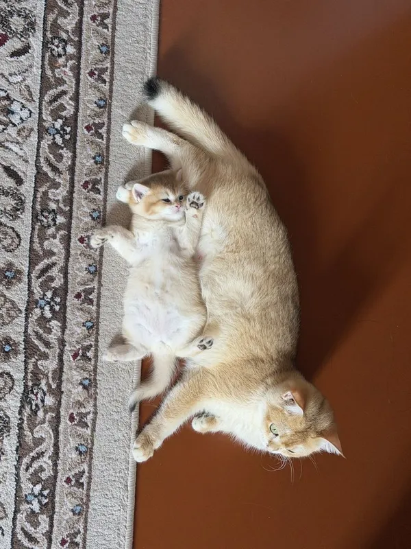 Shinshilla шиншилла — фото 4