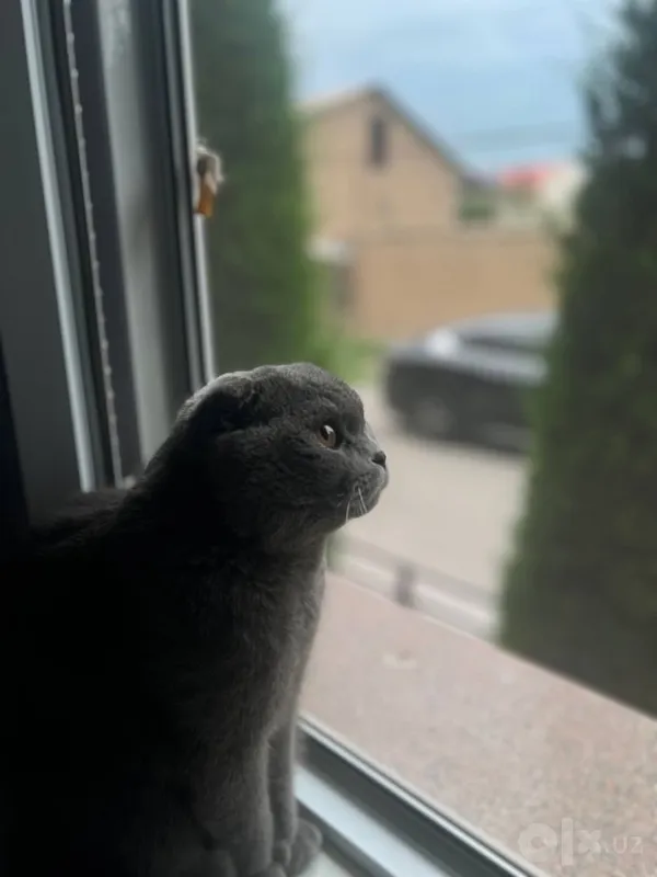 Кот породы scottish fold 2 Кот породы scottish fold 2