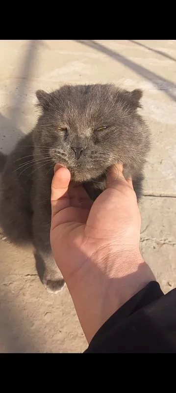 SCOTTISH fold Qoʻshish uchun.ИЩЕТСЯ ПАРА 2 SCOTTISH fold Qoʻshish uchun.ИЩЕТСЯ ПАРА 2