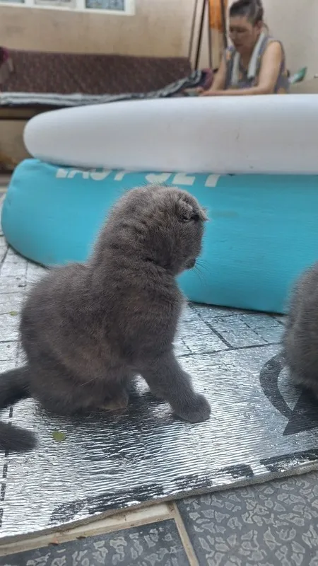 Котята мушук кошка mushuk 3