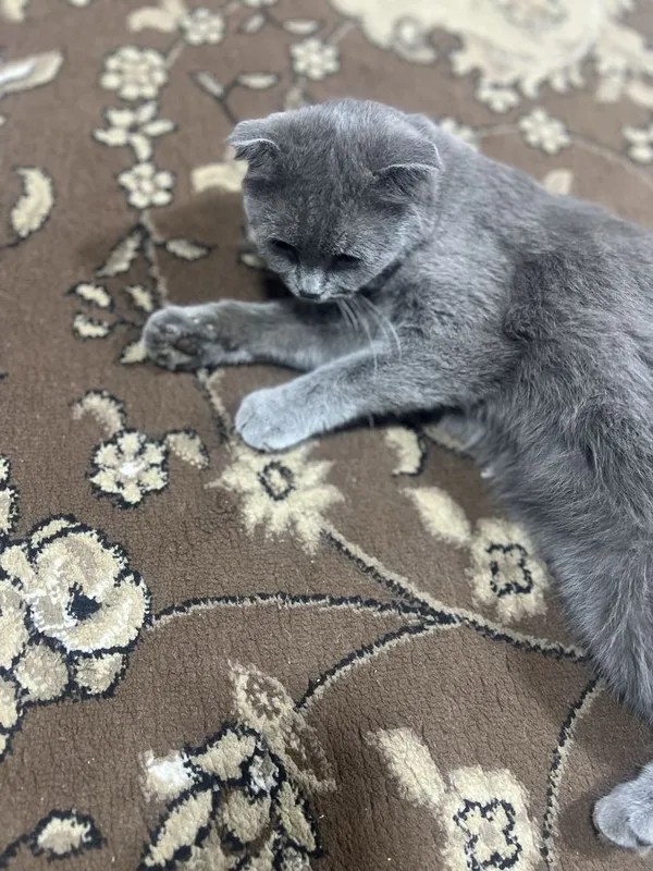 Scottish Fold toza qon 5 Scottish Fold toza qon 5