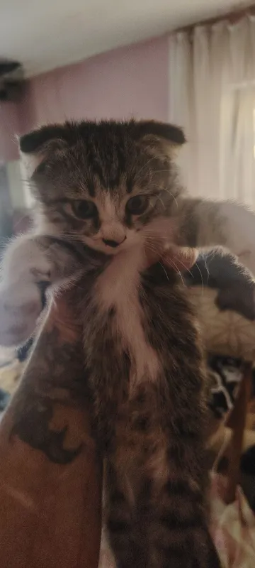 Котята в хорошие руки 3